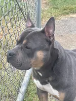Sunsun, a male American Bully for sale in Stafford, VA – 5 of 10