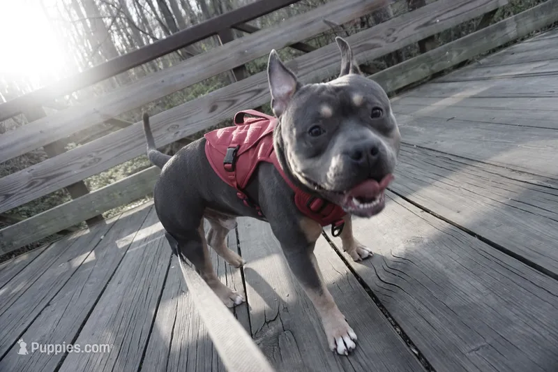Sunsun – American Bully puppy for sale in Stafford, VA