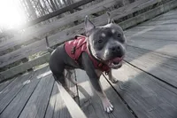 Sunsun, a male American Bully for sale in Stafford, VA – 1 of 10
