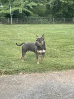 Sunsun, a male American Bully for sale in Stafford, VA – 6 of 10
