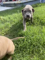 Meeka , a female American Bully for sale in Tampa, FL – 5 of 5