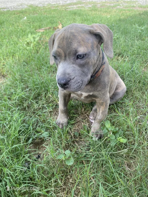 Meeka  – American Bully puppy for sale in Tampa, FL