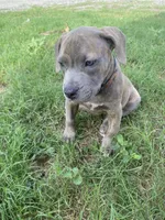 Meeka , a female American Bully for sale in Tampa, FL – 1 of 5