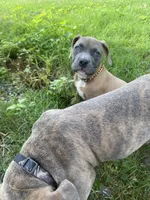 Meeka , a female American Bully for sale in Tampa, FL – 3 of 5