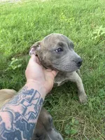 Meeka , a female American Bully for sale in Tampa, FL – 2 of 5