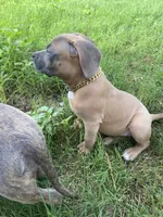 Meeka , a female American Bully for sale in Tampa, FL – 4 of 5