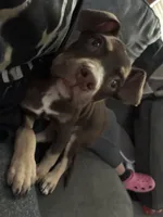 Princess , a female Rottweiler and American Pit Bull Terrier for sale in South Bend, IN – 2 of 2
