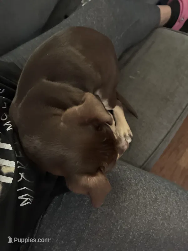 Princess  – Rottweiler, American Pit Bull Terrier puppy for sale in South Bend, IN