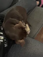 Princess , a female Rottweiler and American Pit Bull Terrier for sale in South Bend, IN – 1 of 2
