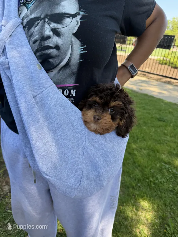 Queenie – Cavapoo puppy for sale in Chicago, IL
