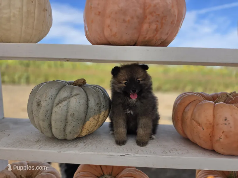 Oreo – Pomeranian puppy for sale in Santa Rosa, CA