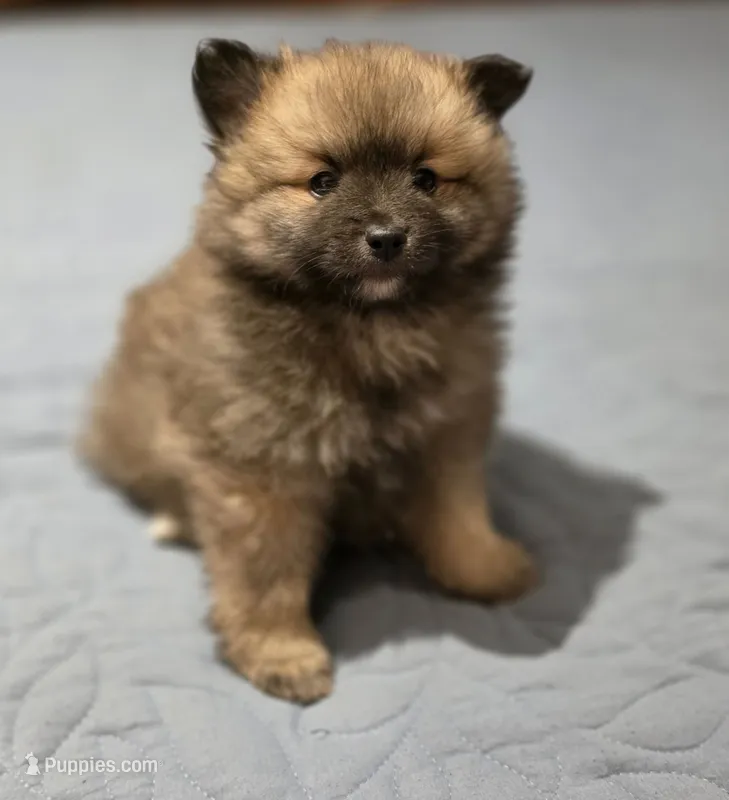 Oreo – Pomeranian puppy for sale in Santa Rosa, CA