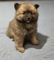 Oreo, a male Pomeranian for sale in Santa Rosa, CA – 1 of 2