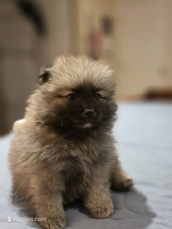 OSO – Pomeranian puppy for sale in Santa Rosa, CA