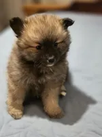 Oreo, a male Pomeranian for sale in Santa Rosa, CA – 2 of 2