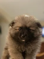 OSO, a male Pomeranian for sale in Santa Rosa, CA – 3 of 3
