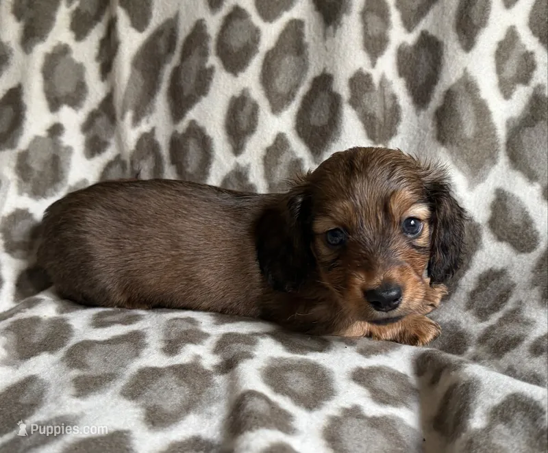 Oliver – Dachshund puppy for sale in Caulfield, MO