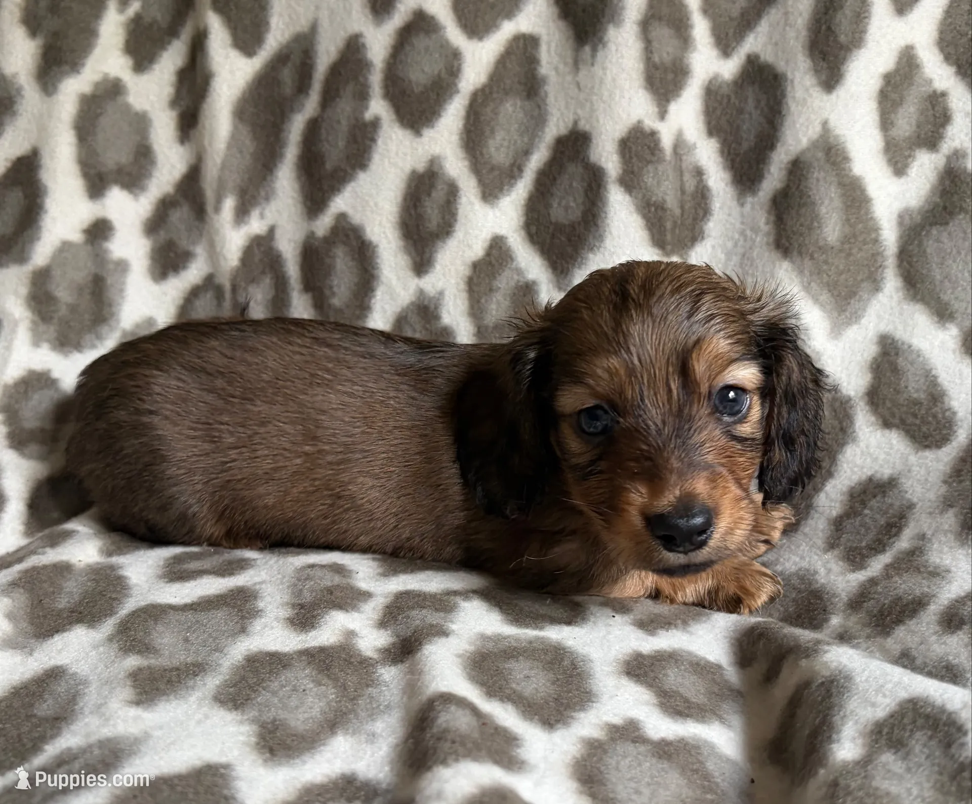 Oliver, a male Dachshund for sale in Caulfield, MO – 1 of 6
