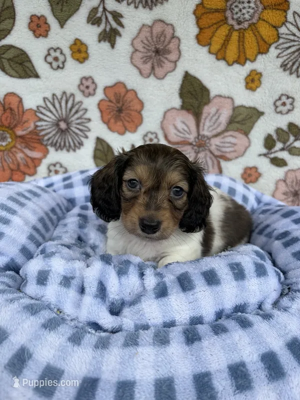 Hannah  – Dachshund puppy for sale in Caulfield, MO