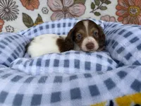 Luca, a male Dachshund for sale in Caulfield, MO – 4 of 10