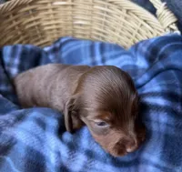 Pickles, a male Dachshund for sale in Caulfield, MO – 4 of 7