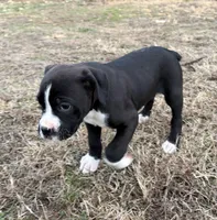 Blaze, a male Boxer for sale in Caulfield, MO – Photo 2 of 10