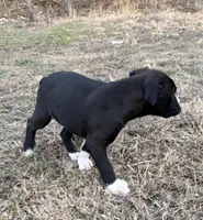 Blaze, a male Boxer for sale in Caulfield, MO – Photo 5 of 10