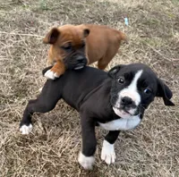 Blaze, a male Boxer for sale in Caulfield, MO – Photo 4 of 10