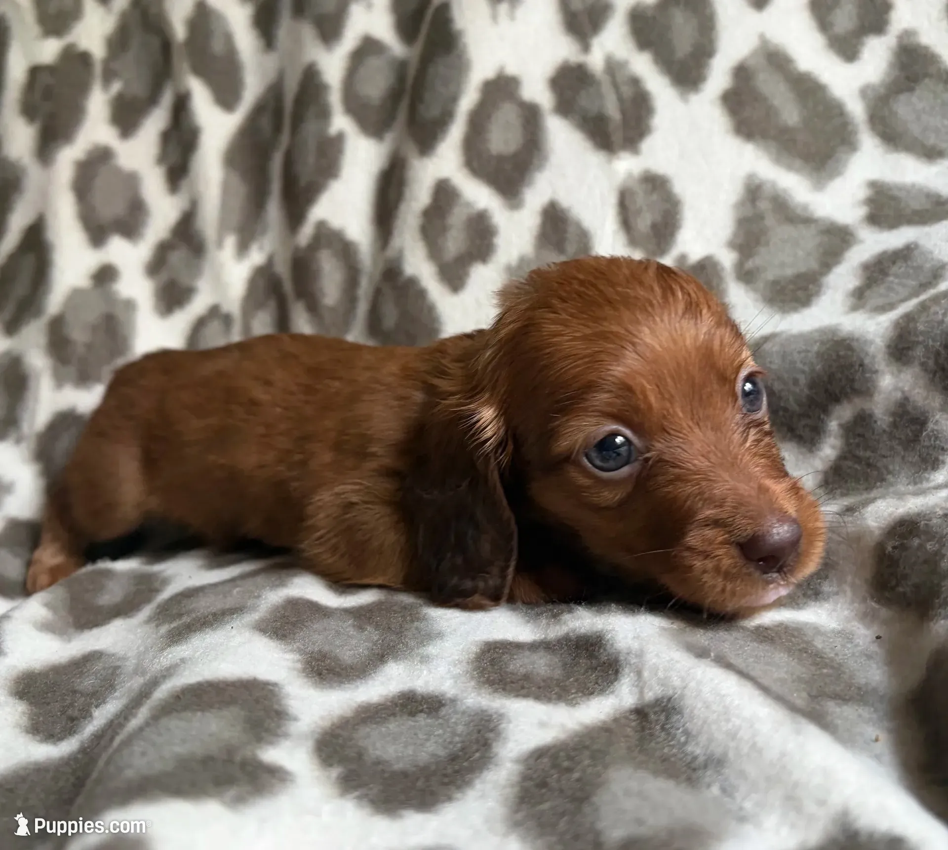 Ruby, a female Dachshund for sale in Caulfield, MO – 1 of 4