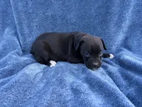 Jasmine, a female Boxer for sale in Caulfield, MO – 5 of 8