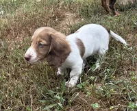 Luca, a male Dachshund for sale in Caulfield, MO – 4 of 10