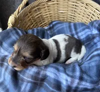 Hannah , a female Dachshund for sale in Caulfield, MO – 5 of 7