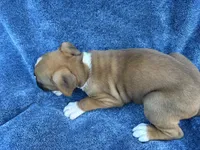 Stella, a female Boxer for sale in Caulfield, MO – 7 of 8