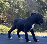 Aurora, a female Boxer for sale in Caulfield, MO – 2 of 8