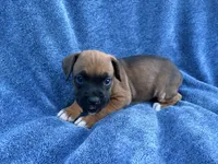 Belle, a female Boxer for sale in Caulfield, MO – 7 of 7