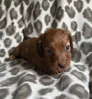 Ruby, a female Dachshund for sale in Caulfield, MO – 2 of 4