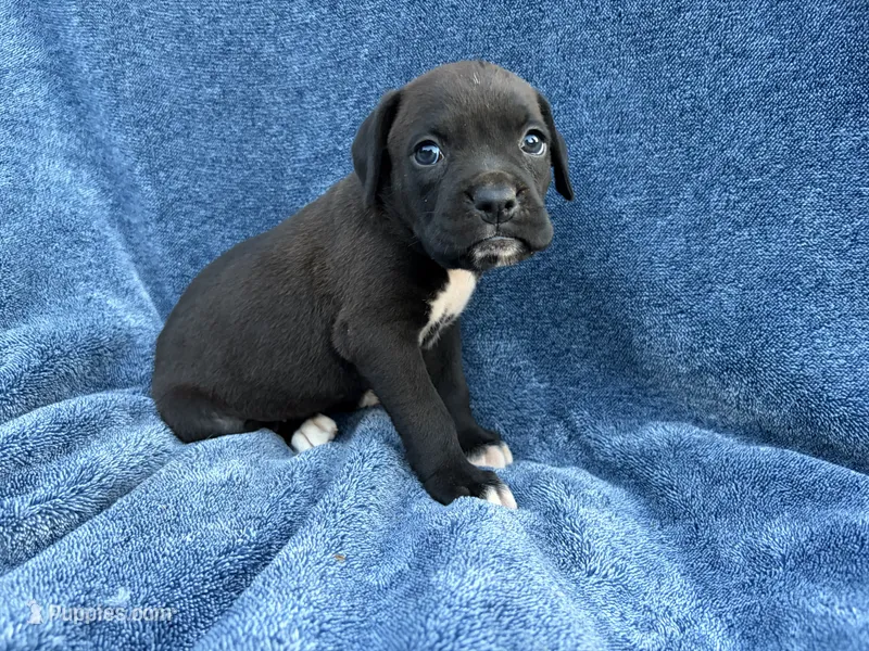 Ariel – Boxer puppy for sale in Caulfield, MO
