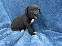 Ariel, a female Boxer for sale in Caulfield, MO – 1 of 6