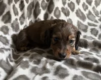 Oliver, a male Dachshund for sale in Caulfield, MO – 2 of 6