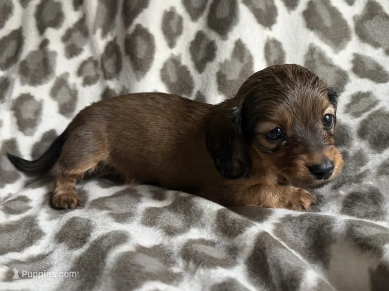 Lilo – Dachshund puppy for sale in Caulfield, MO