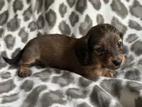 Lilo, a female Dachshund for sale in Caulfield, MO – 1 of 6