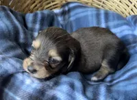 Honey, a female Dachshund for sale in Caulfield, MO – 2 of 6