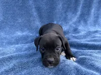 Jasmine, a female Boxer for sale in Caulfield, MO – 2 of 8