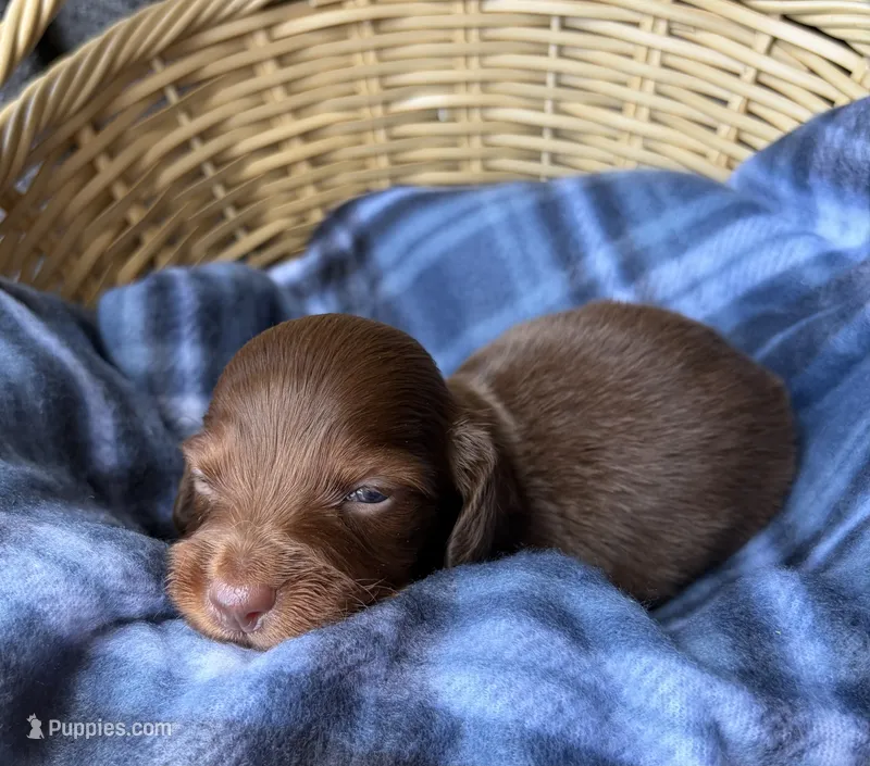 Pickles – Dachshund puppy for sale in Caulfield, MO