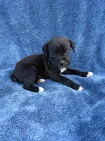 Tink, a female Boxer for sale in Caulfield, MO – 5 of 6