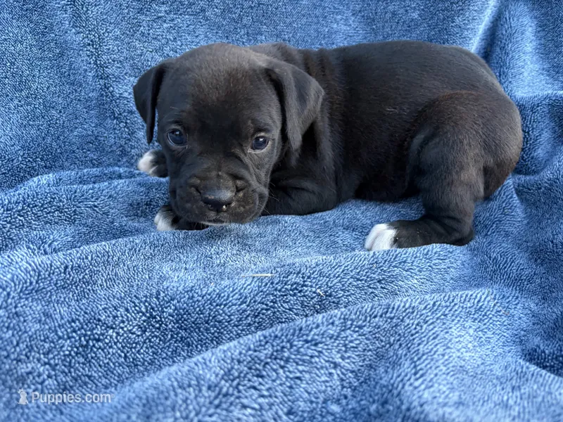 Aurora – Boxer puppy for sale in Caulfield, MO