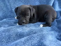 Aurora, a female Boxer for sale in Caulfield, MO – 1 of 6