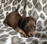 Lilo, a female Dachshund for sale in Caulfield, MO – 5 of 6