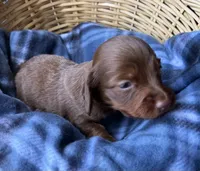 Pickles, a male Dachshund for sale in Caulfield, MO – 5 of 7