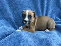 Stella, a female Boxer for sale in Caulfield, MO – 4 of 8